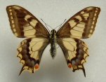 Papilio machaon ABERRATION (Internet Image property of respective owner, non-commercial use only)
